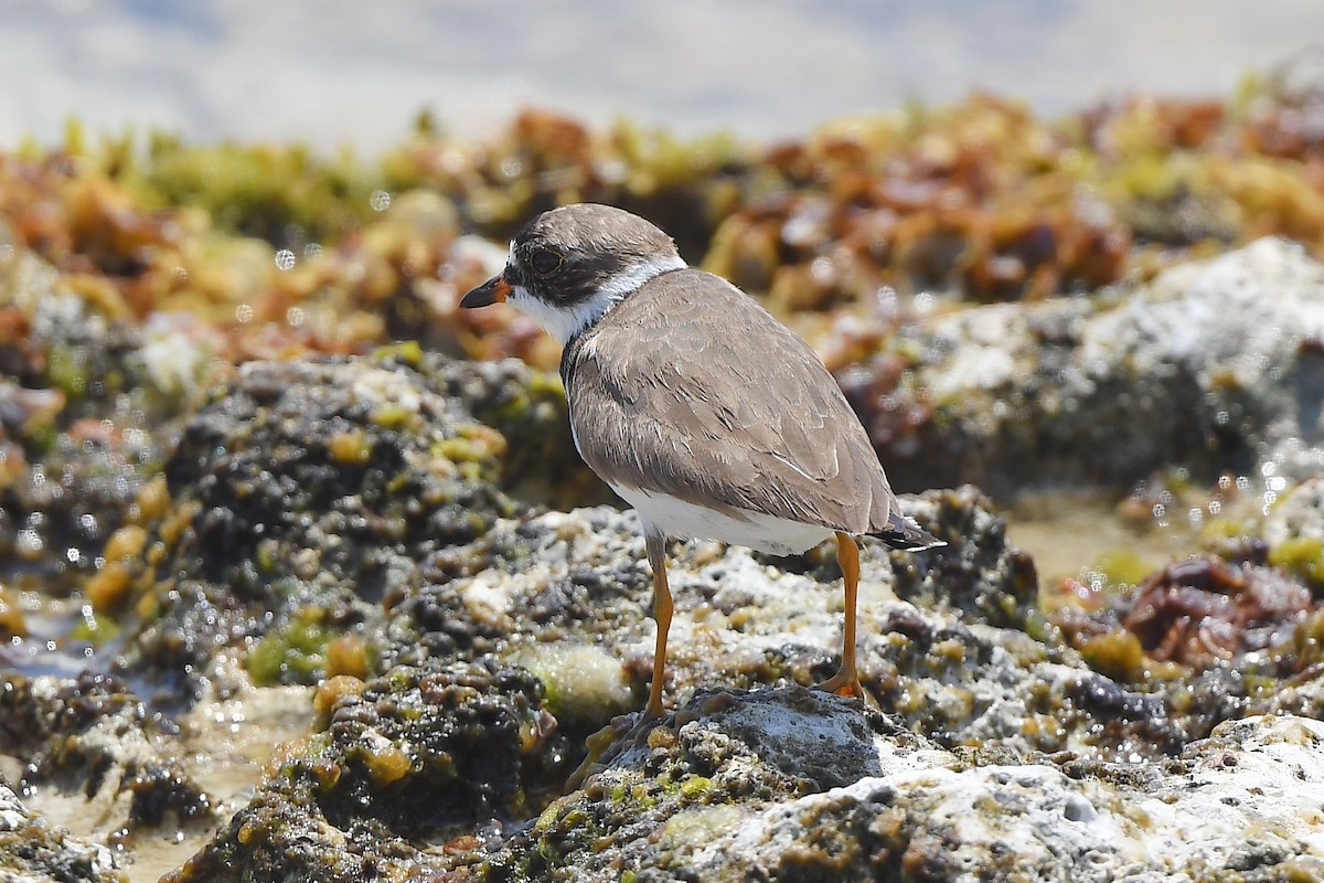 Semipalmated Plover - ML617118025