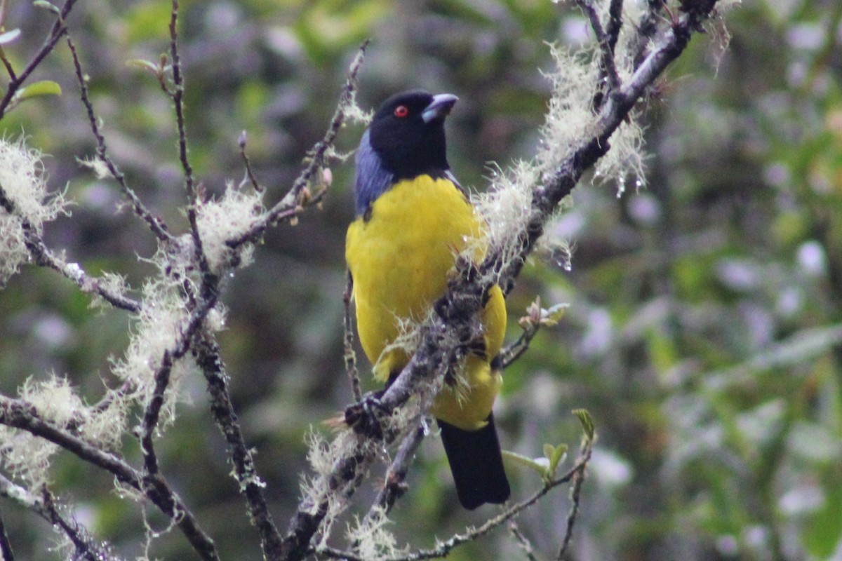Hooded Mountain Tanager - ML617118141