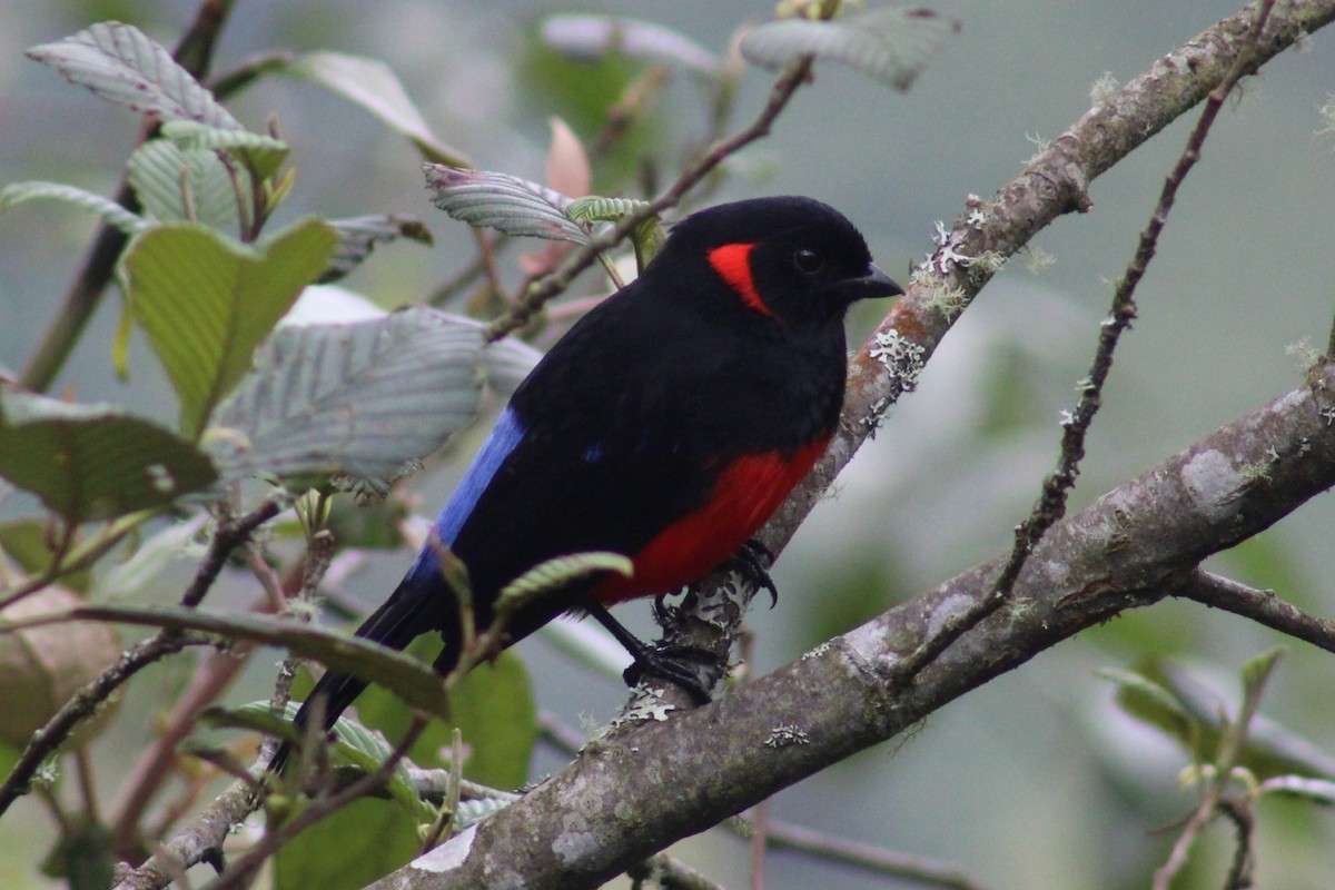 Scarlet-bellied Mountain Tanager - ML617118171