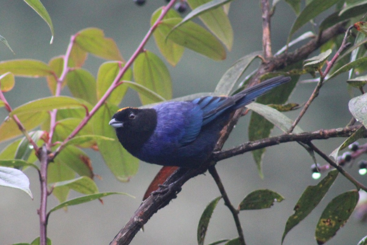 Golden-crowned Tanager - ML617118188