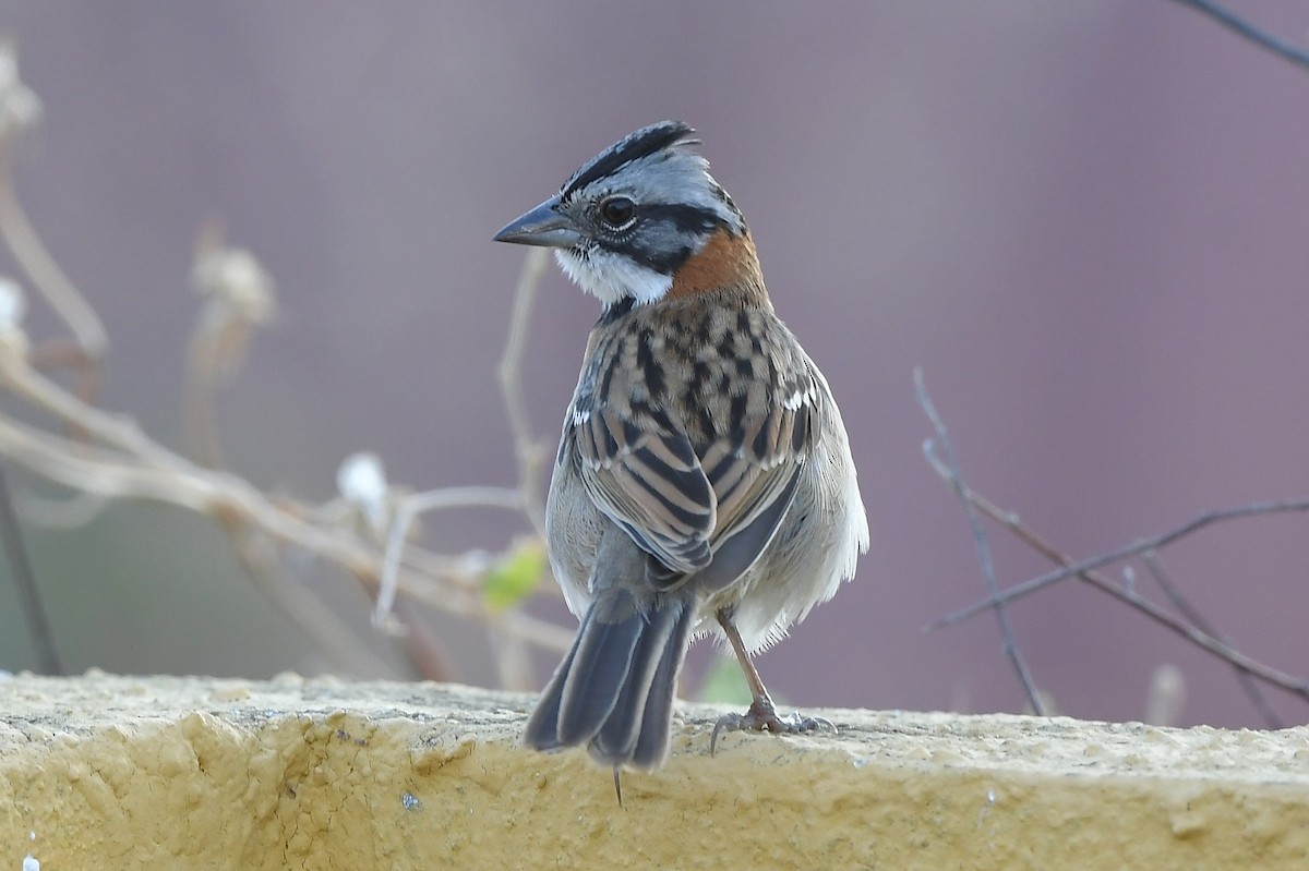 Rufous-collared Sparrow - ML617118291