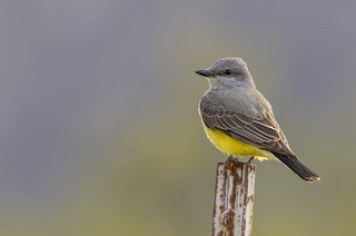 Western Kingbird