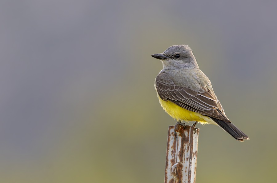 Western Kingbird