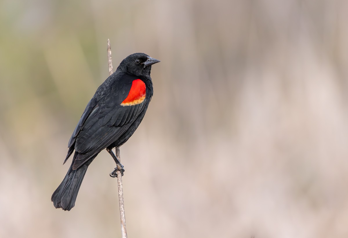 Red-winged Blackbird - Braxton Landsman