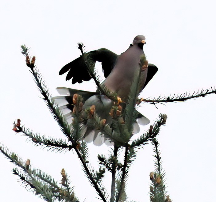 Band-tailed Pigeon - ML617118490