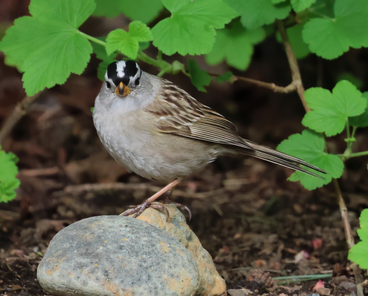 Golden-crowned Sparrow - ML617118523