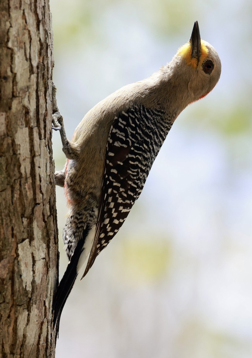 Yucatan Woodpecker - ML617118746