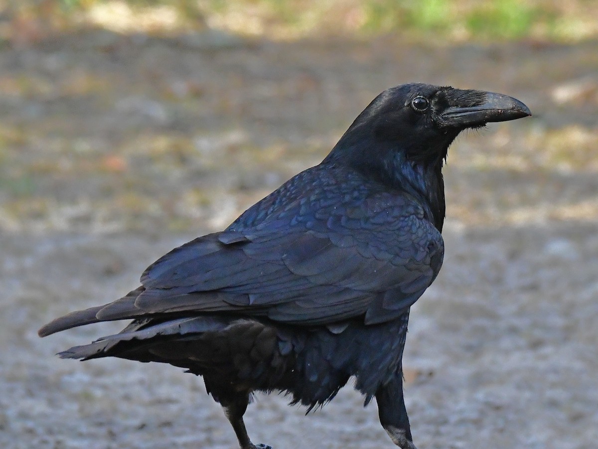Common Raven - ML617118858
