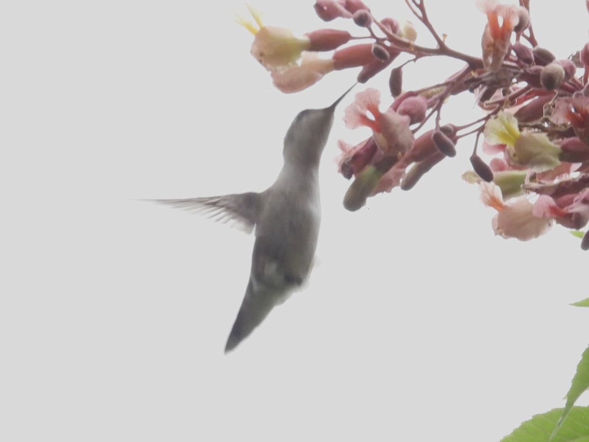 Ruby-throated Hummingbird - ML617118882