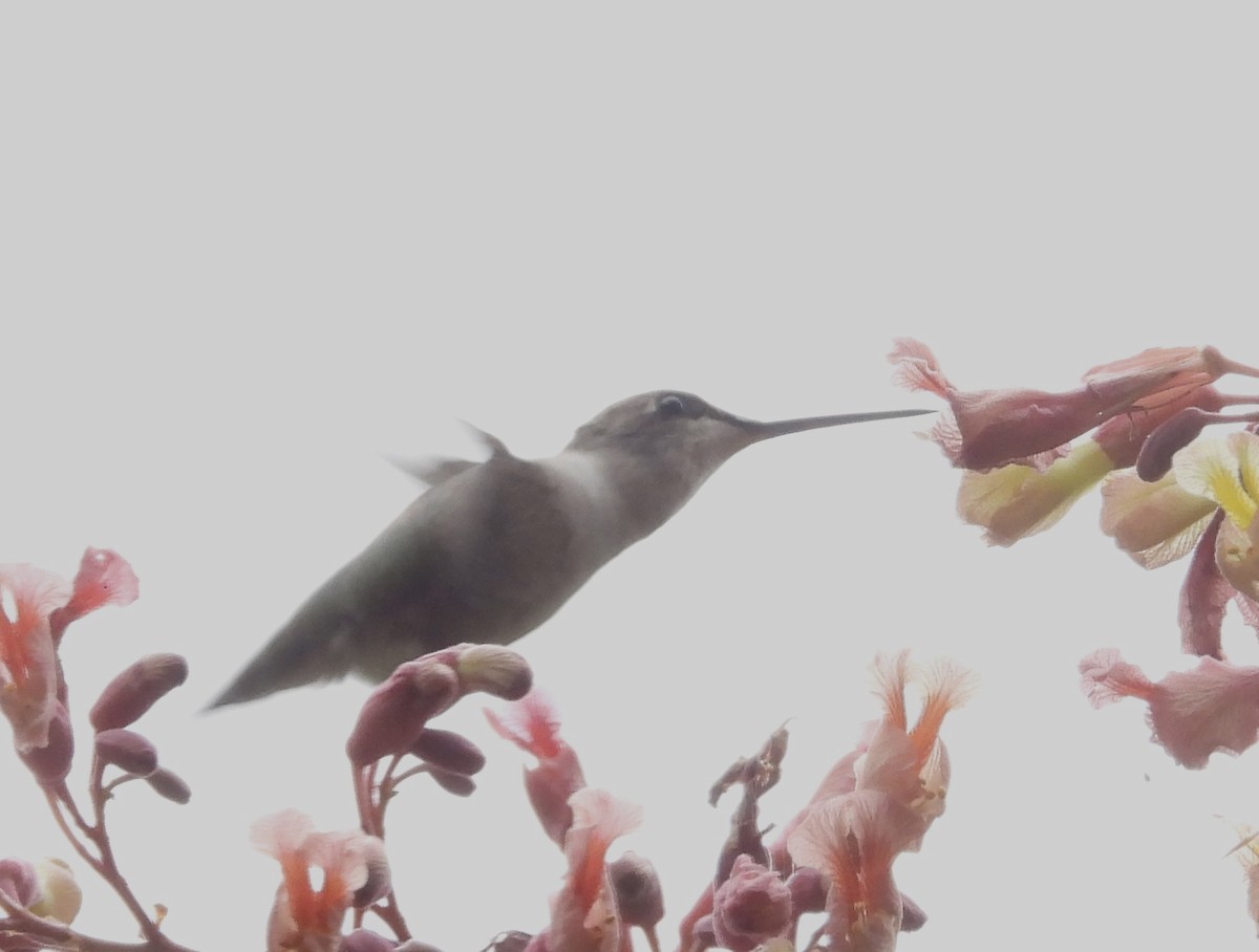 Ruby-throated Hummingbird - ML617118884