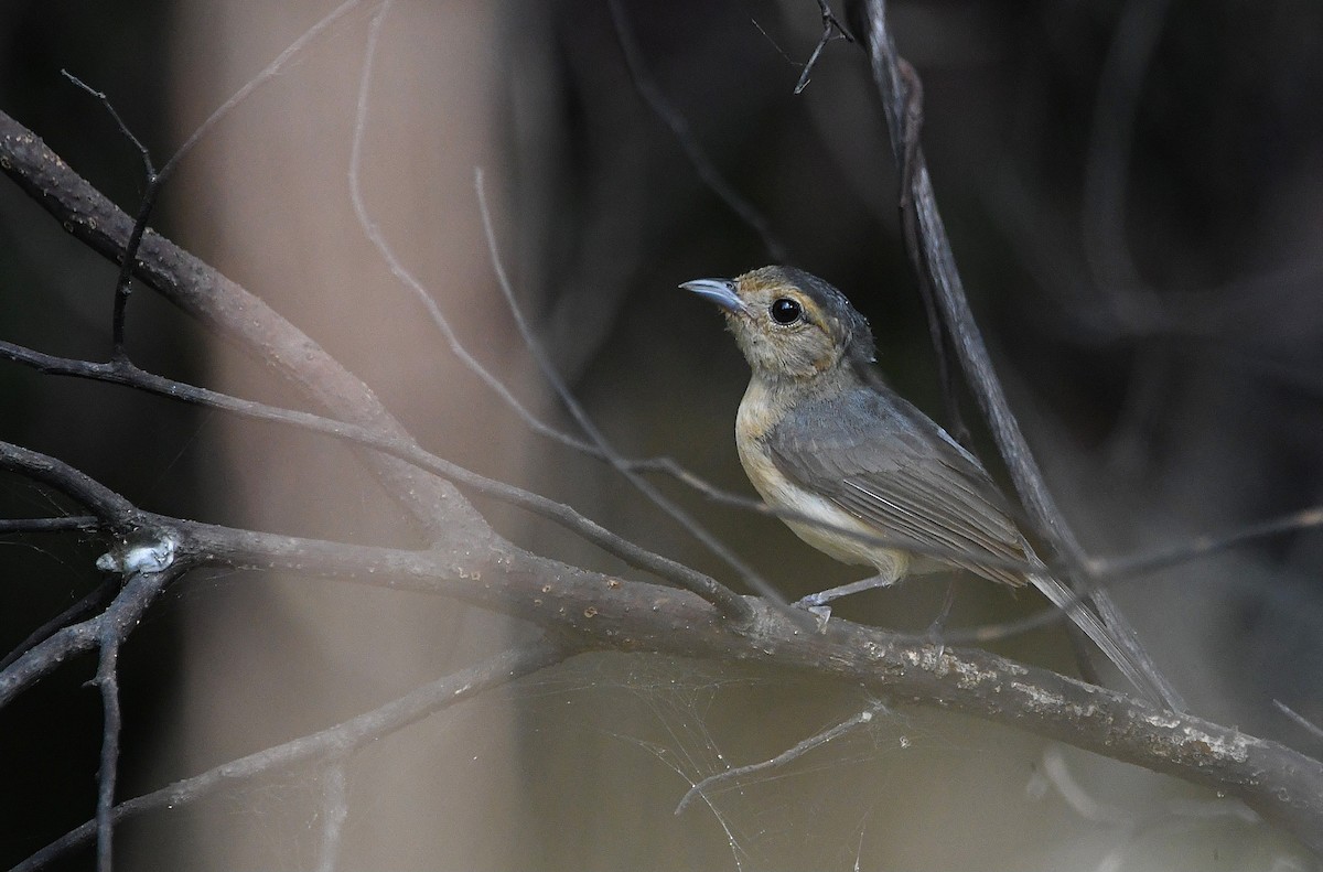 Gray-throated Chat - ML617118953