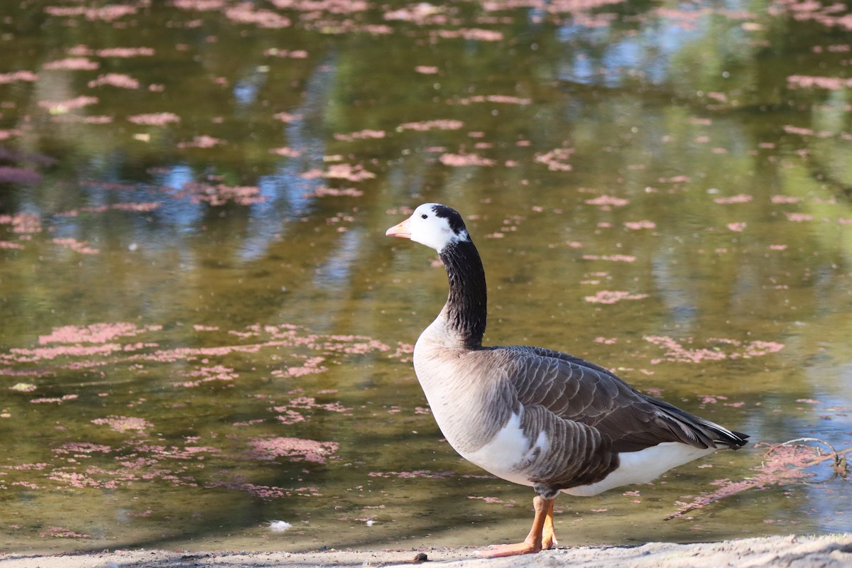 Domestic goose sp. x Canada Goose (hybrid) - ML617118996