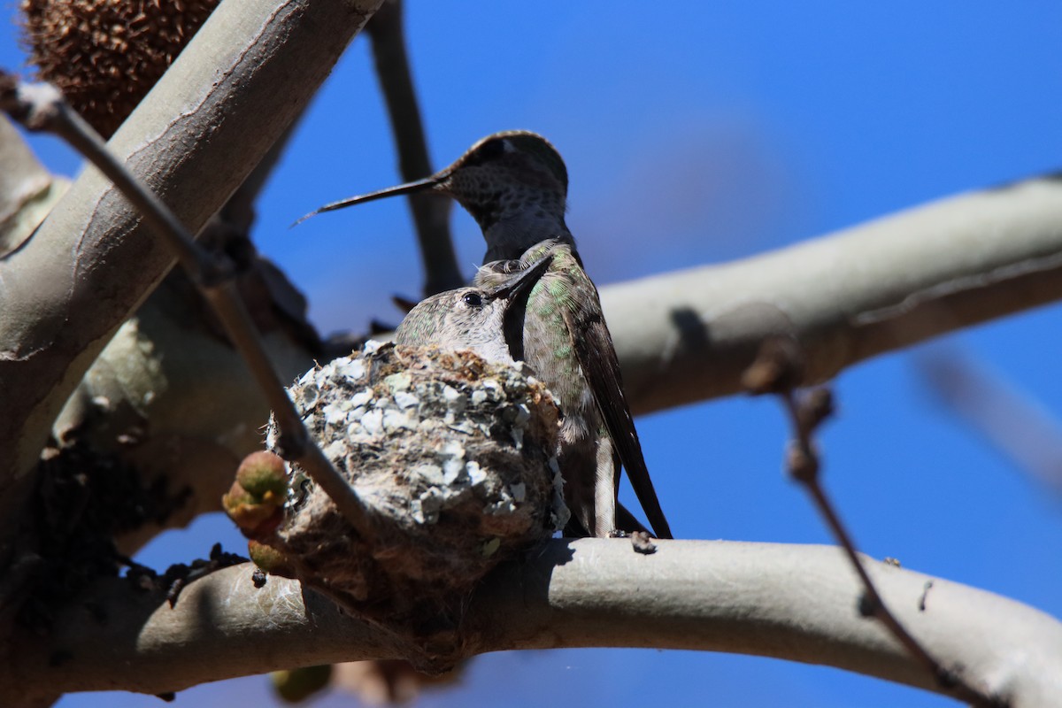 Anna's Hummingbird - ML617119015