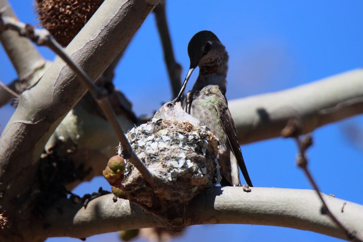 Anna's Hummingbird - ML617119016