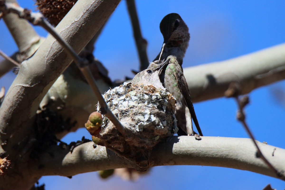 Anna's Hummingbird - ML617119018