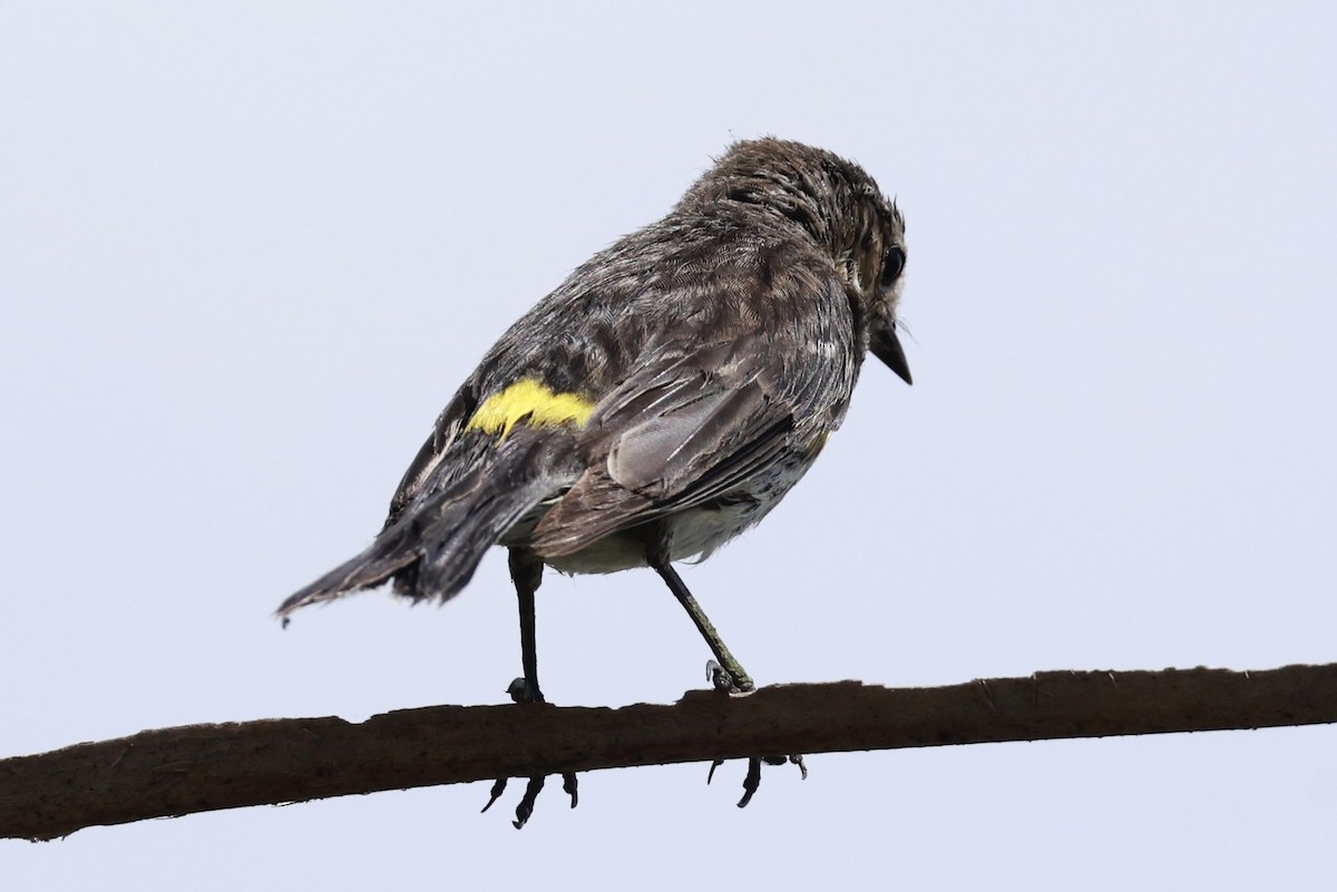 Yellow-rumped Warbler - Jeff Skevington