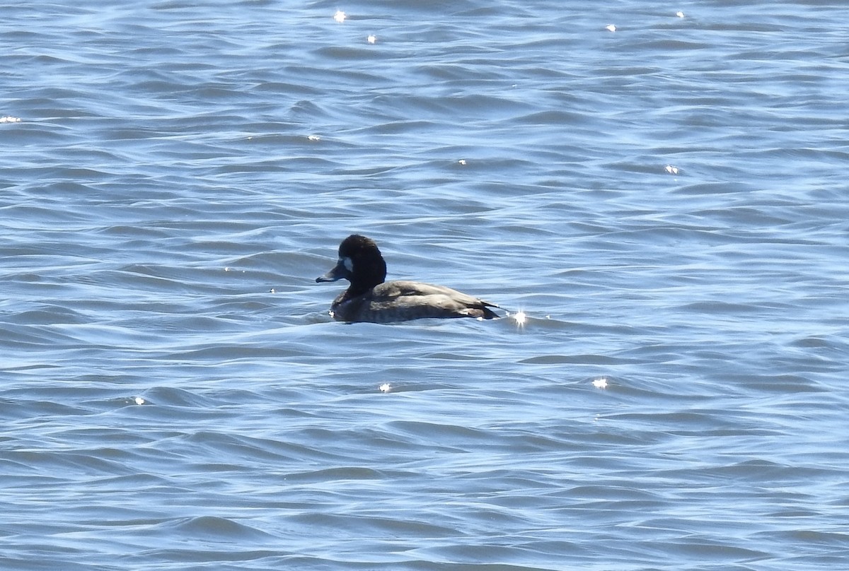 Greater Scaup - ML617119156
