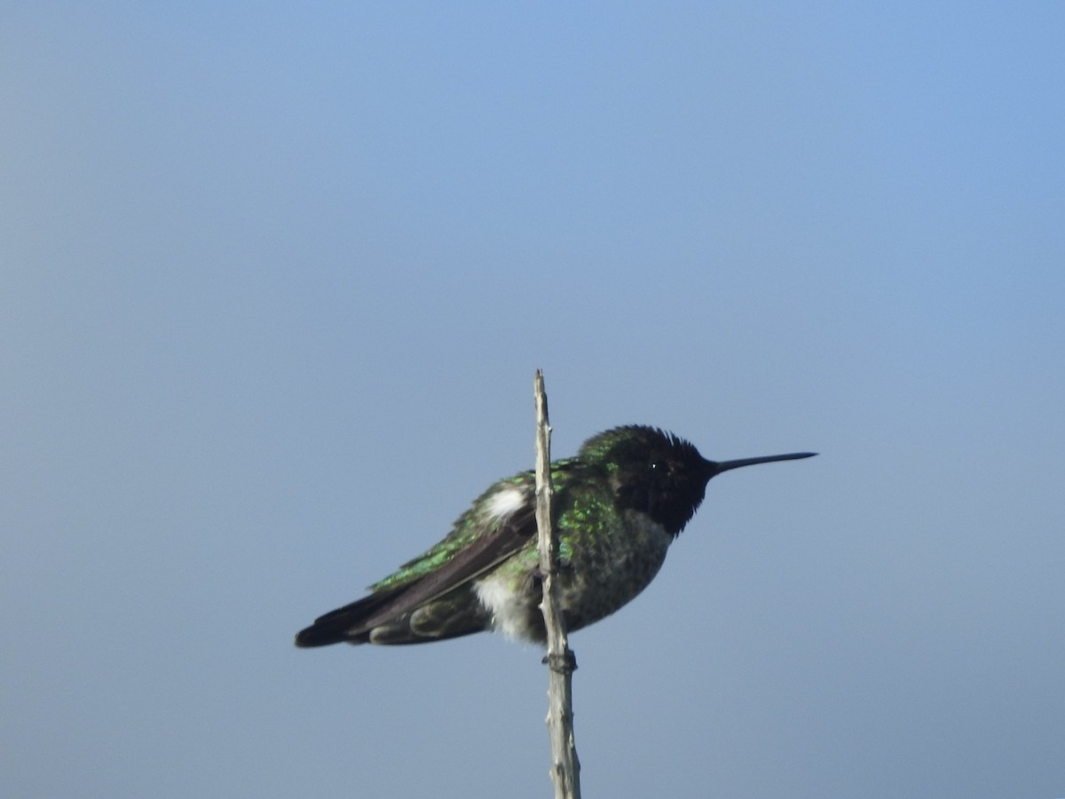 Anna's Hummingbird - ML617119434
