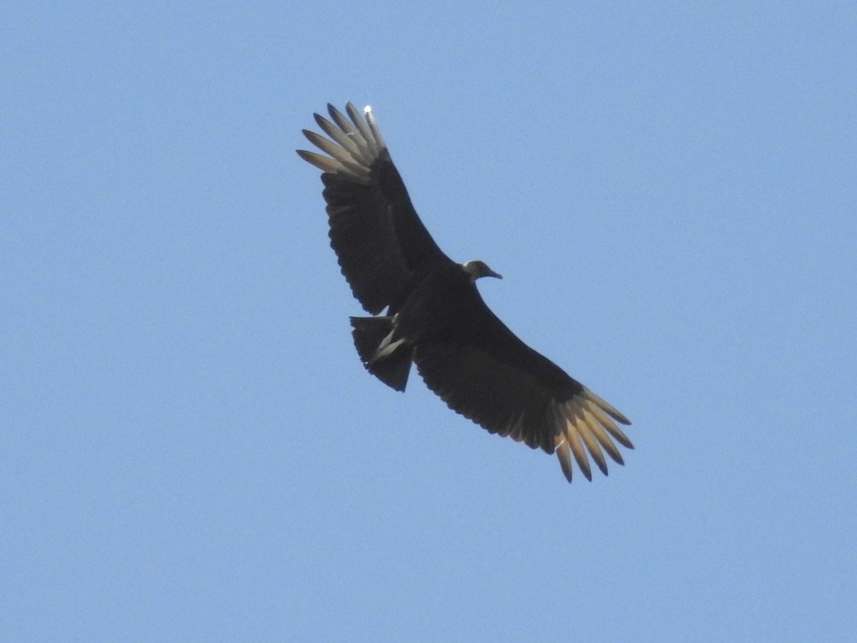 Black Vulture - Roger Massey