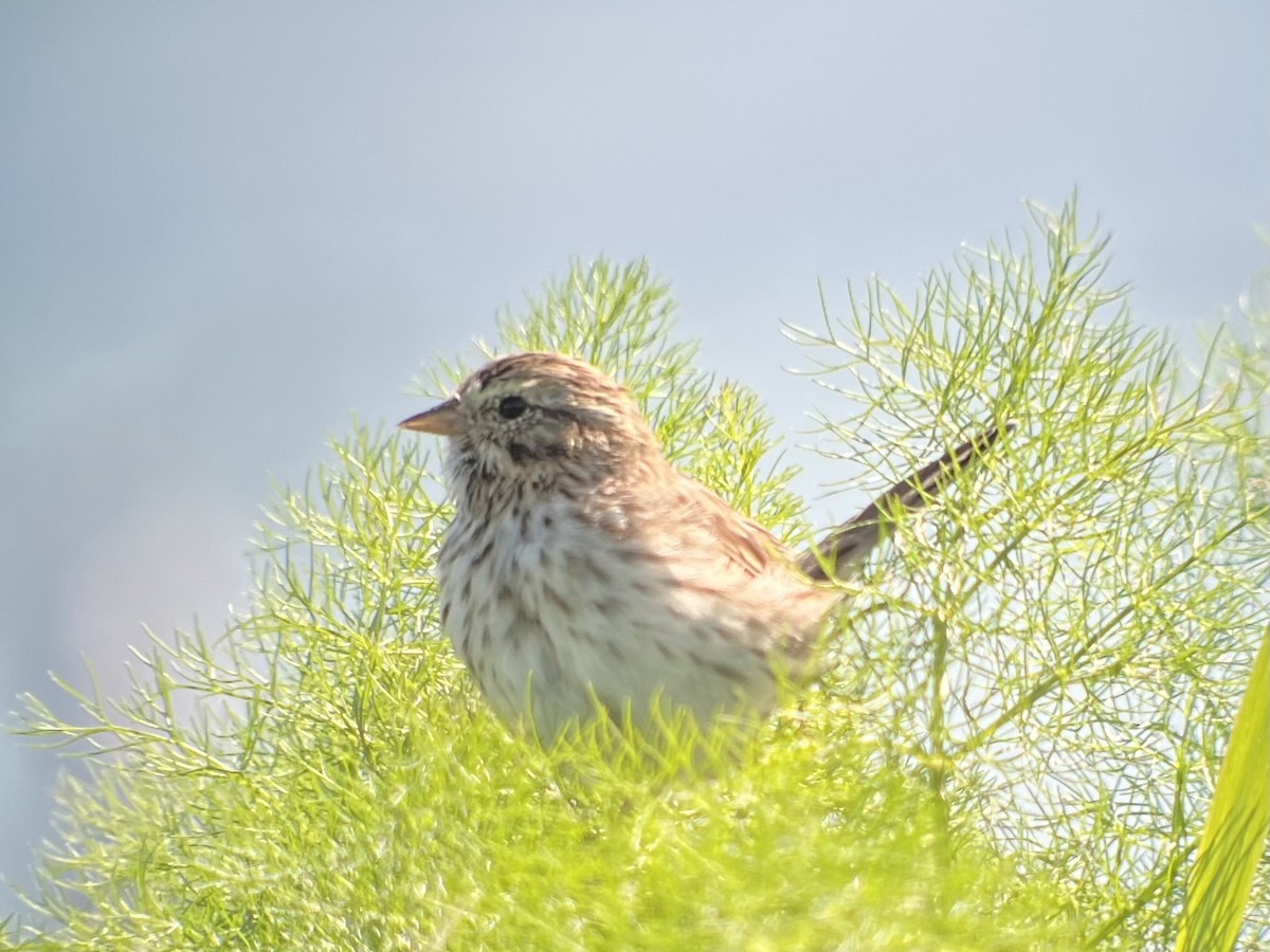 Savannah Sparrow - ML617119566