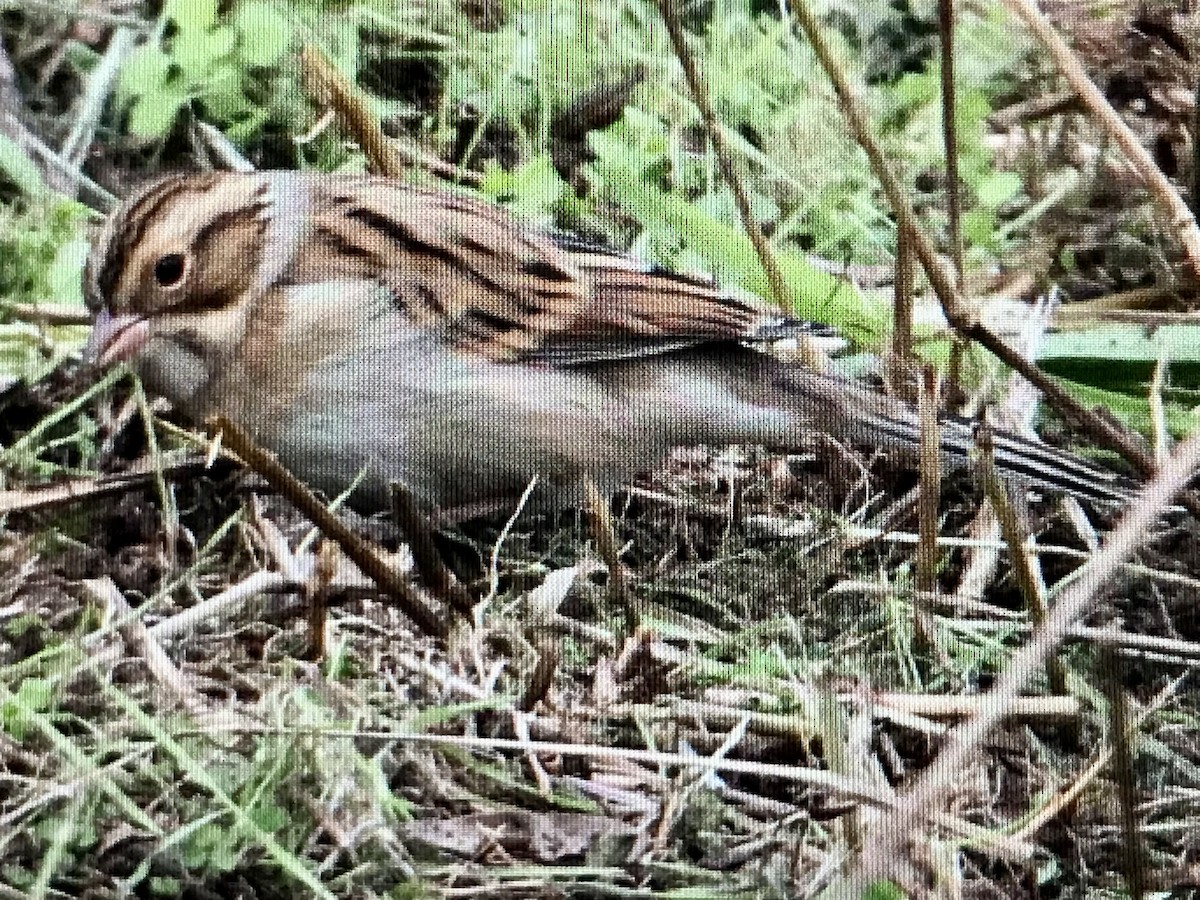 Clay-colored Sparrow - ML617119609