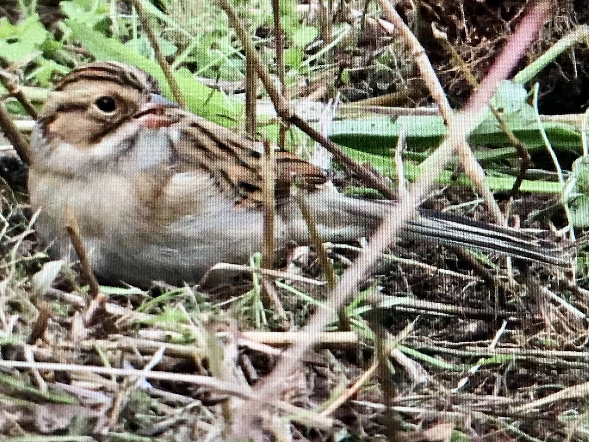 Clay-colored Sparrow - ML617119610