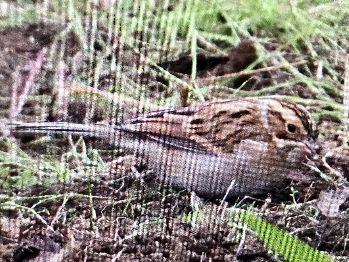 Clay-colored Sparrow - ML617119611