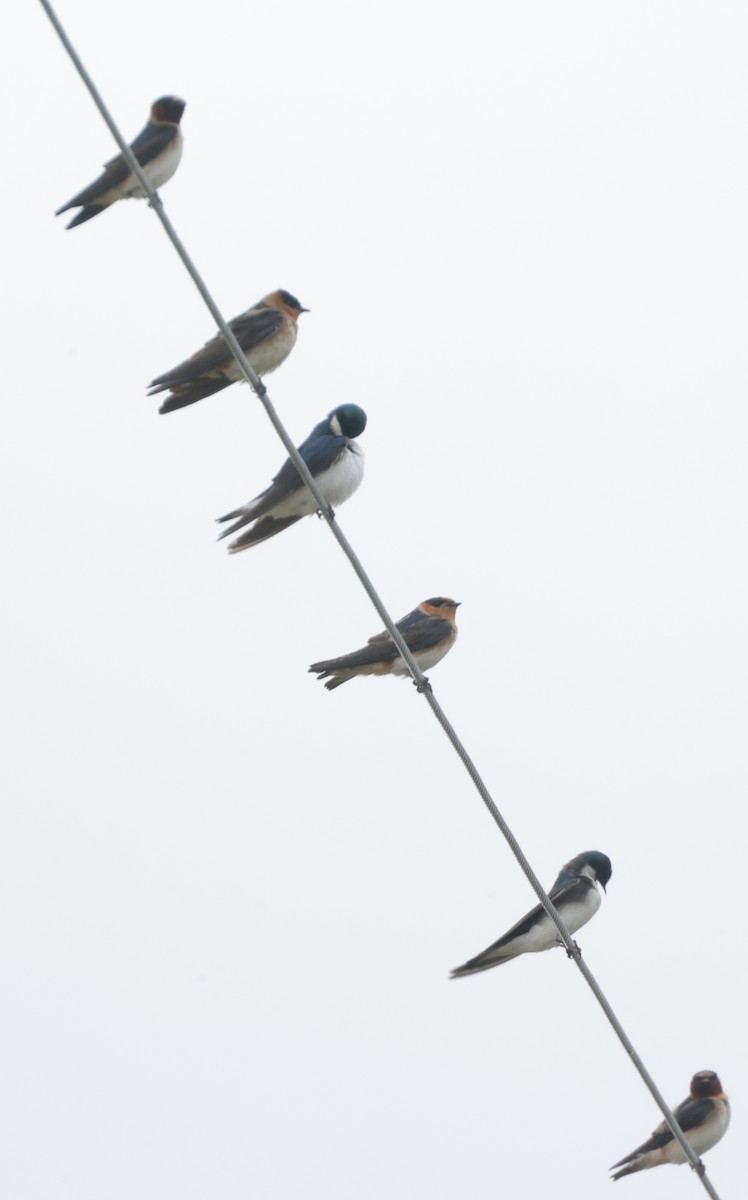 Cave Swallow (Texas) - ML617119798