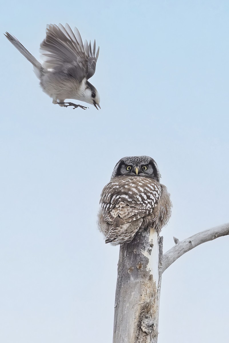 Northern Hawk Owl - ML617119914