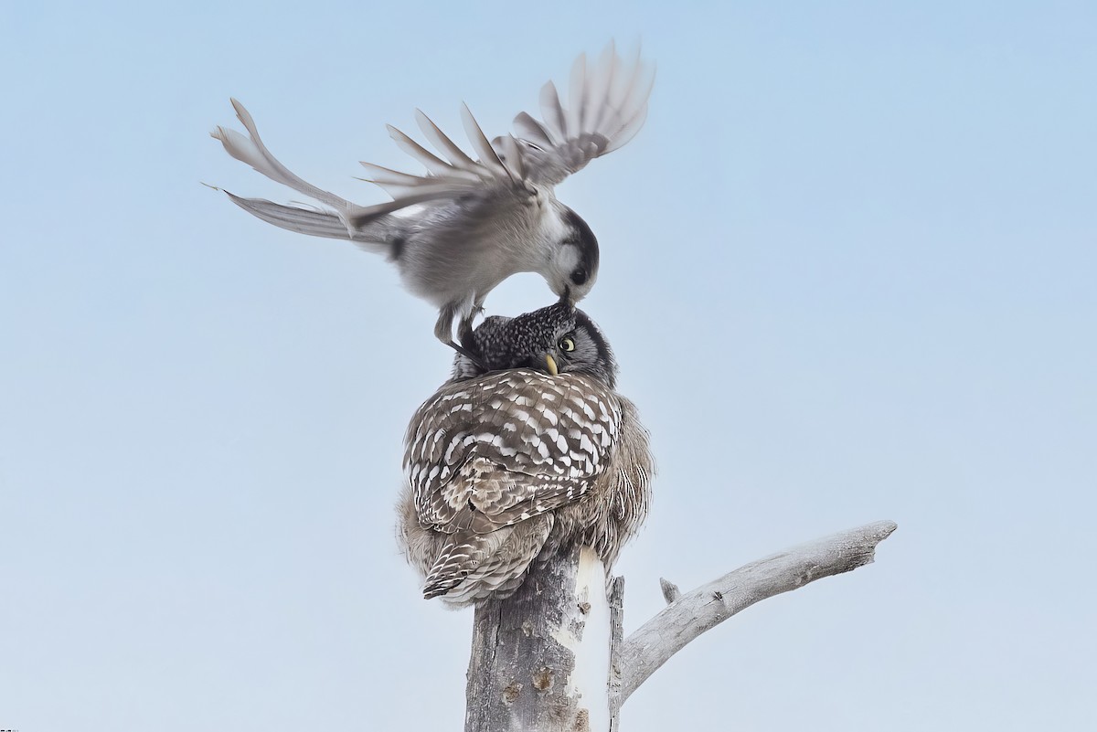 Northern Hawk Owl - ML617119916
