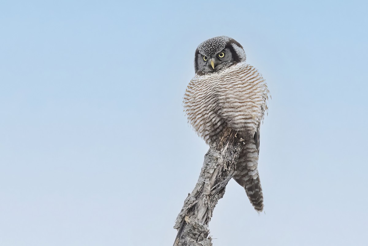 Northern Hawk Owl - ML617119917