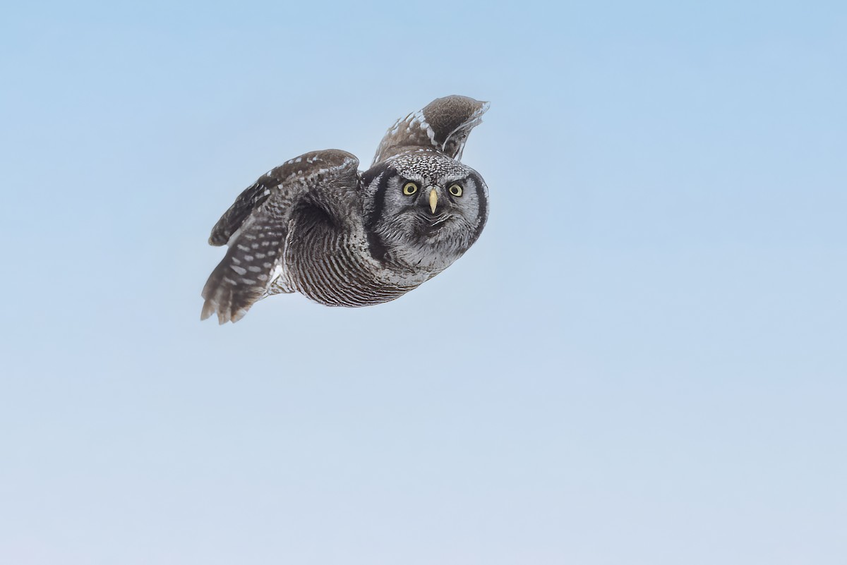 Northern Hawk Owl - ML617119922