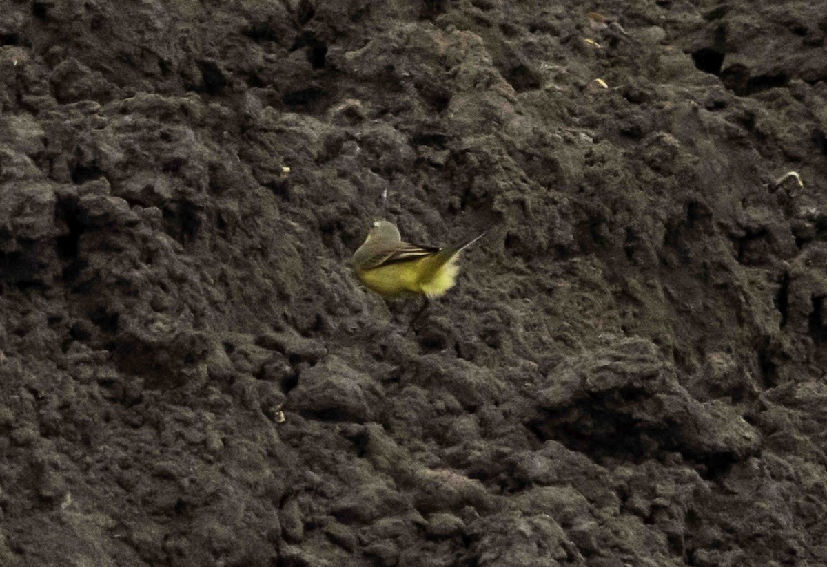 Eastern Yellow Wagtail - ML617119996