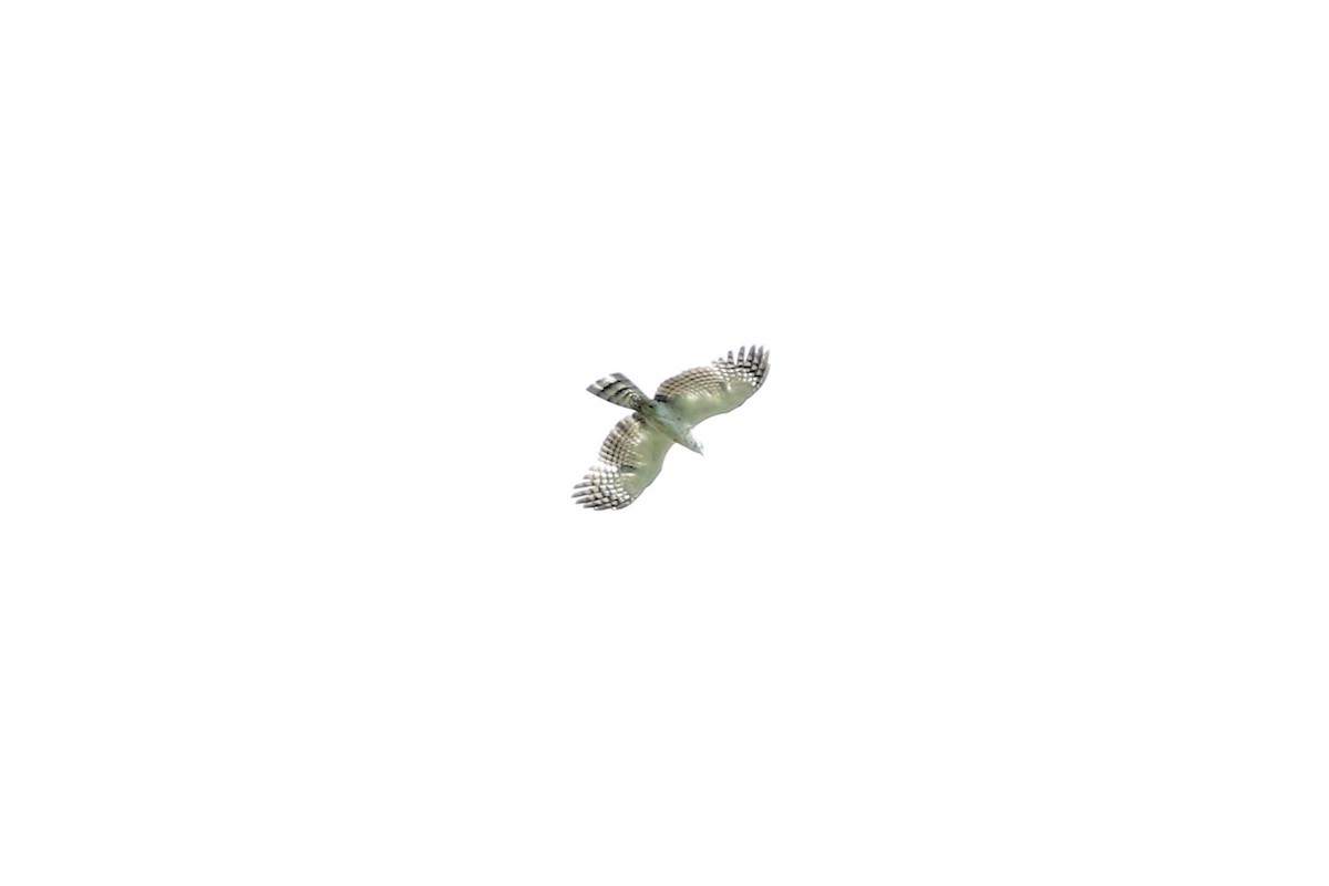Philippine Honey-buzzard - ML617120020