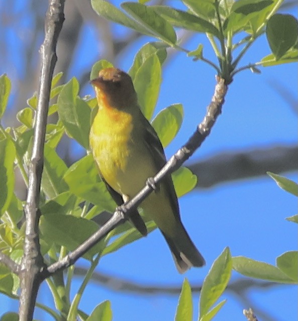 Western Tanager - ML617120026