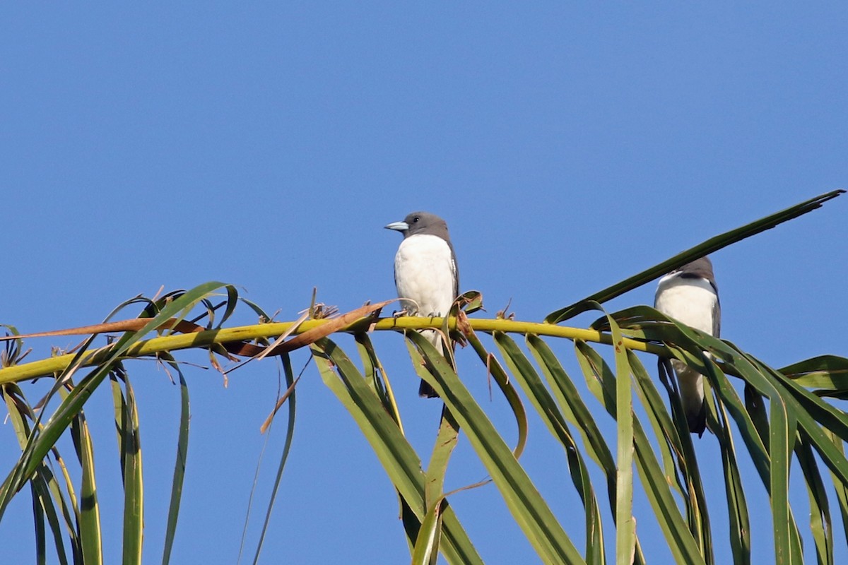 White-breasted Woodswallow - ML617120040