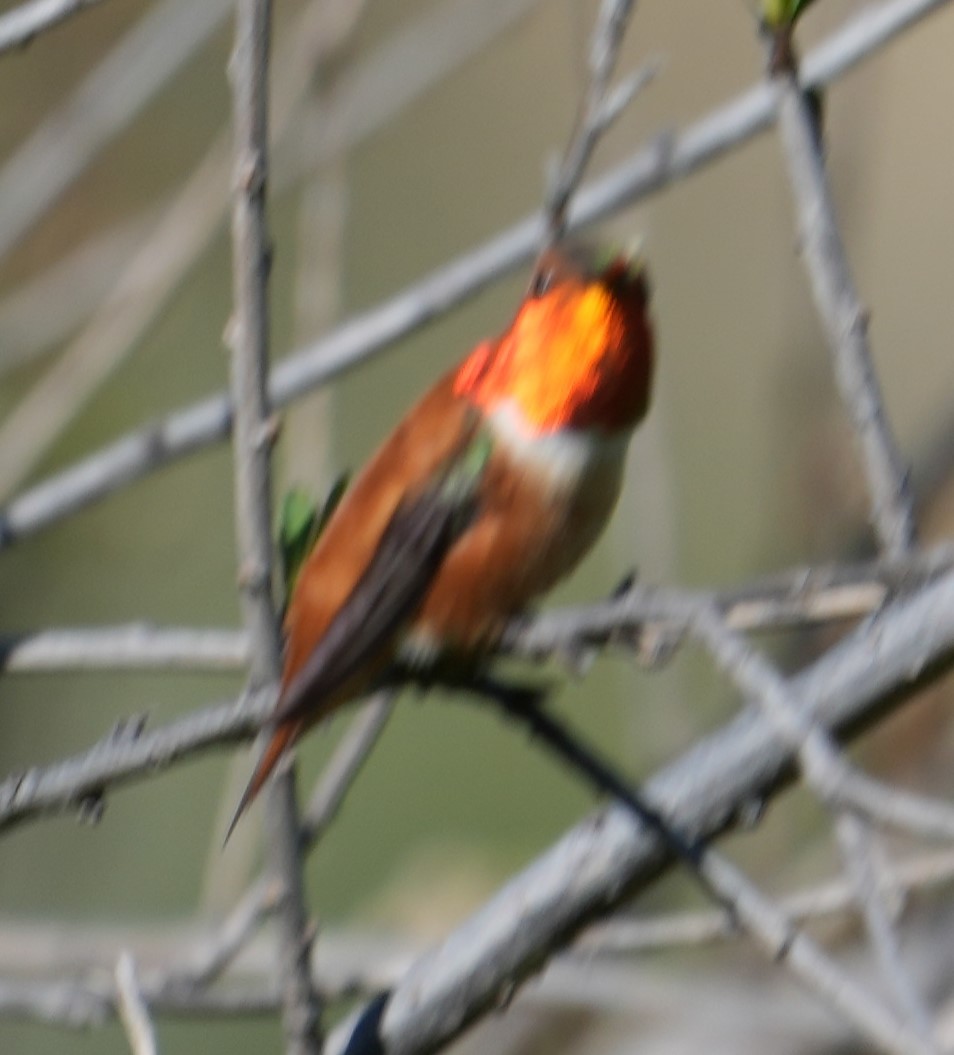 Rufous Hummingbird - ML617120051