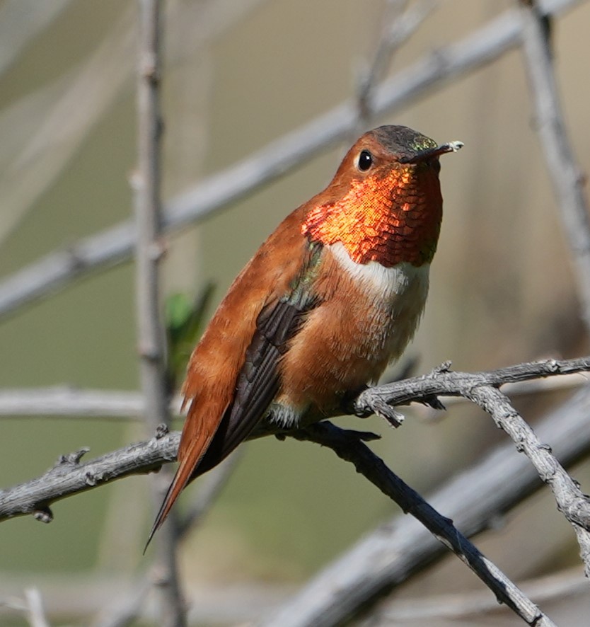 Rufous Hummingbird - ML617120052
