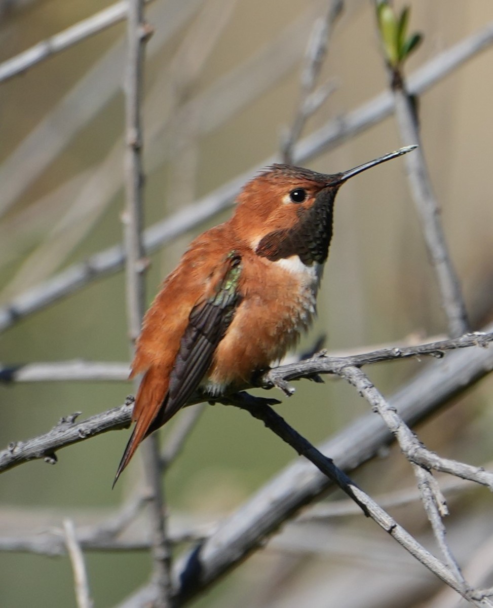 Rufous Hummingbird - ML617120054