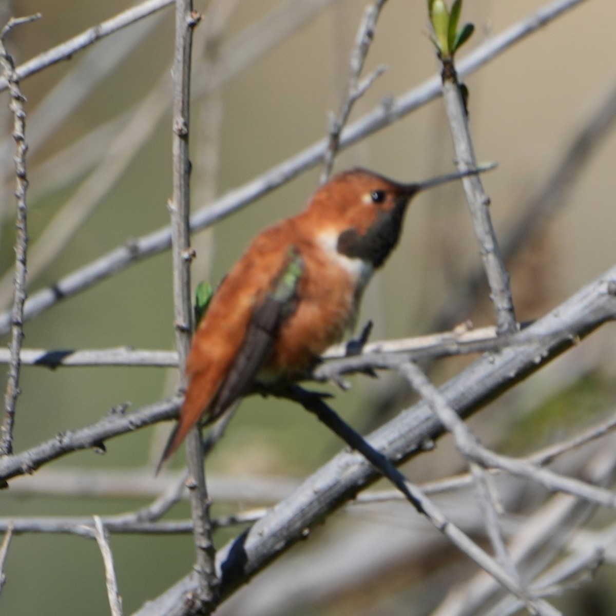 Rufous Hummingbird - ML617120055