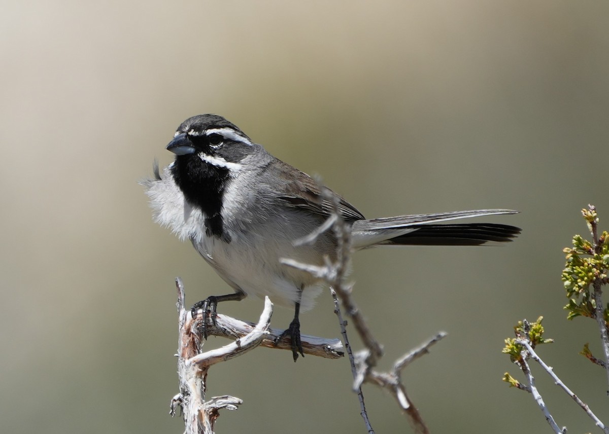 Black-throated Sparrow - Richard Norton
