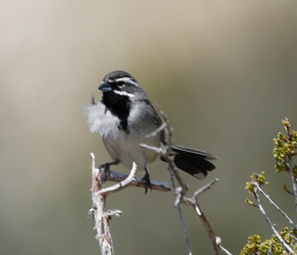 Black-throated Sparrow - ML617120141