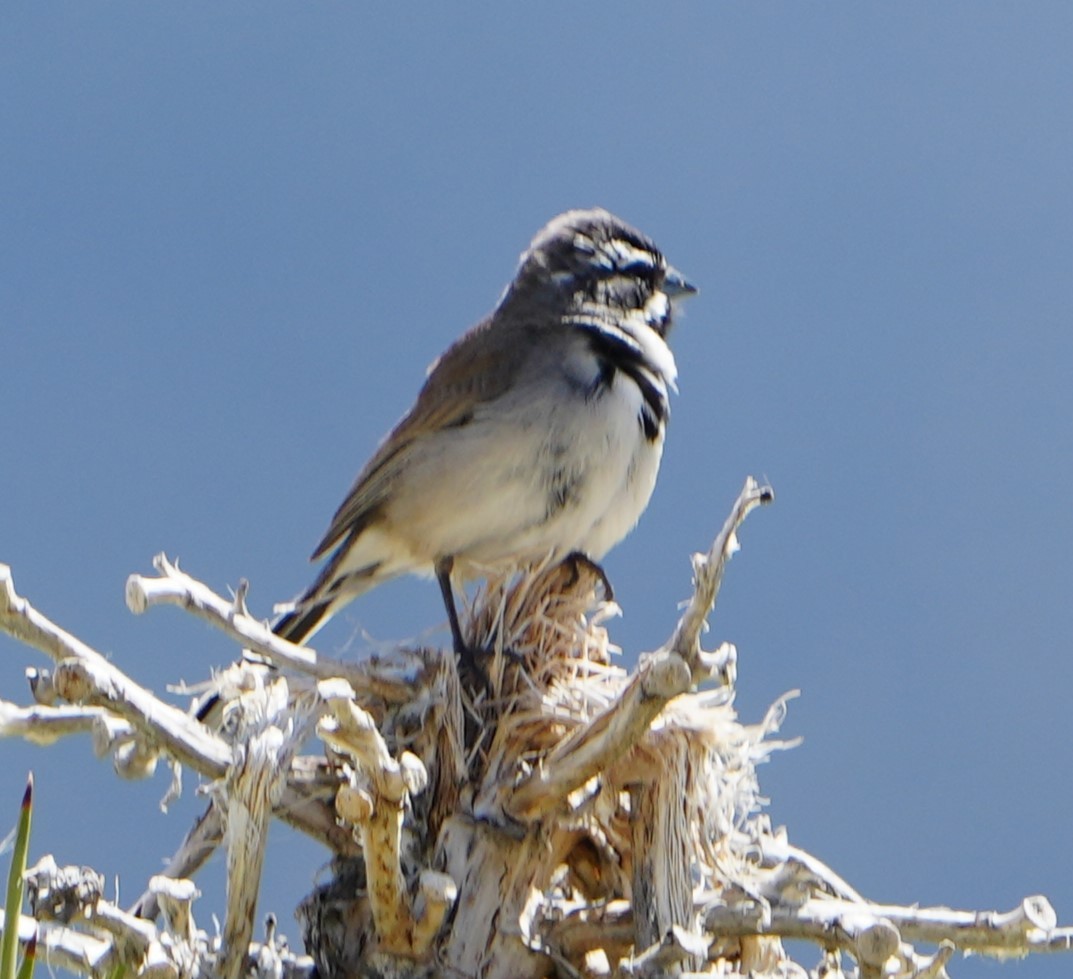 Black-throated Sparrow - ML617120214