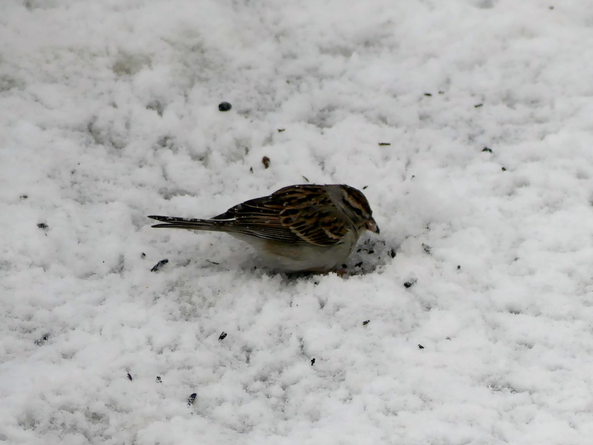 Chipping Sparrow - ML617120247