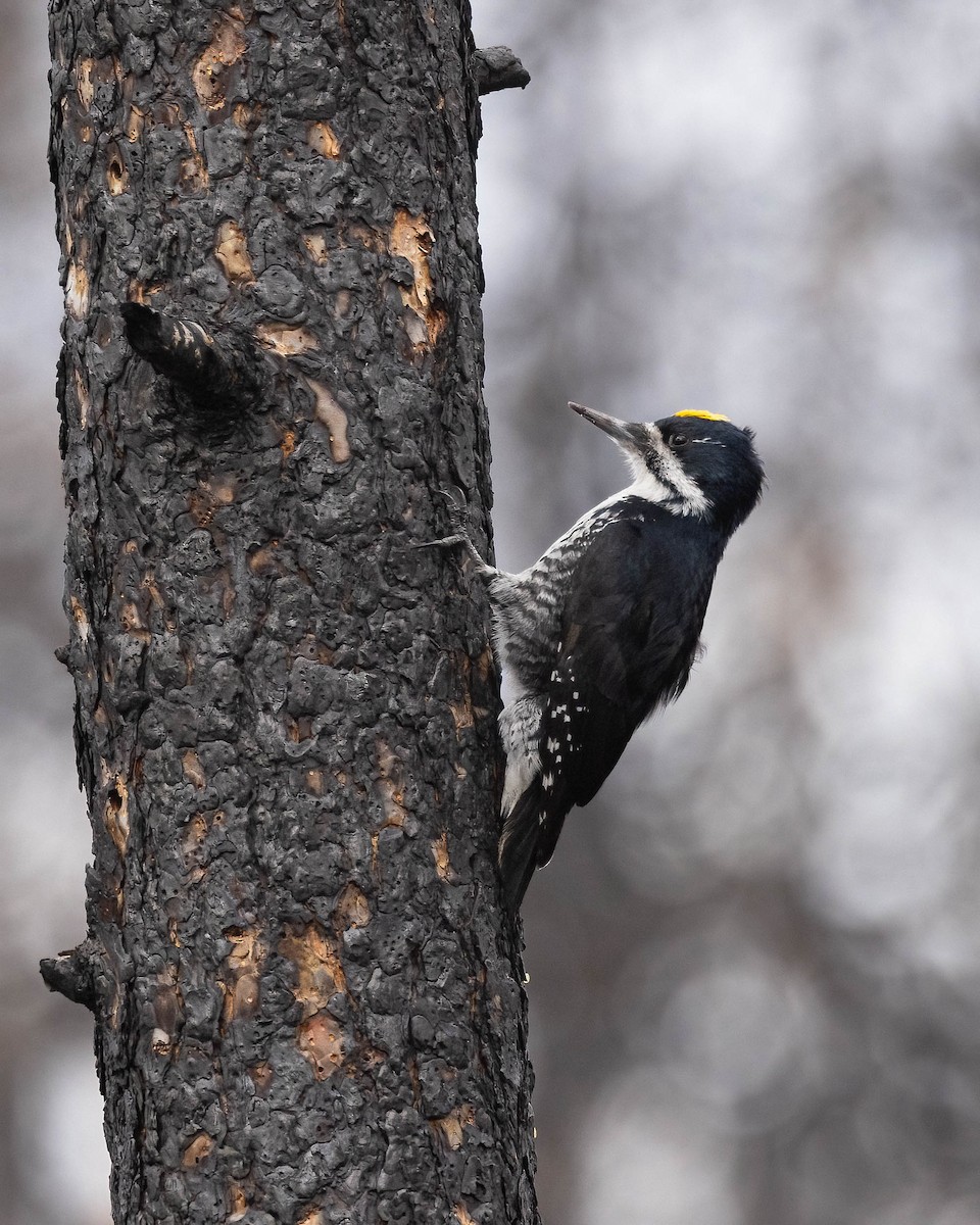 Black-backed Woodpecker - ML617120304