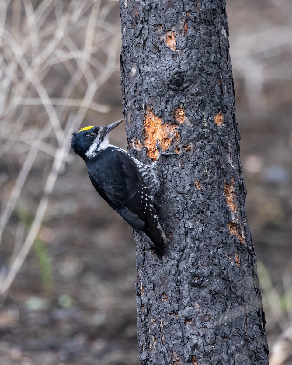 Black-backed Woodpecker - ML617120305