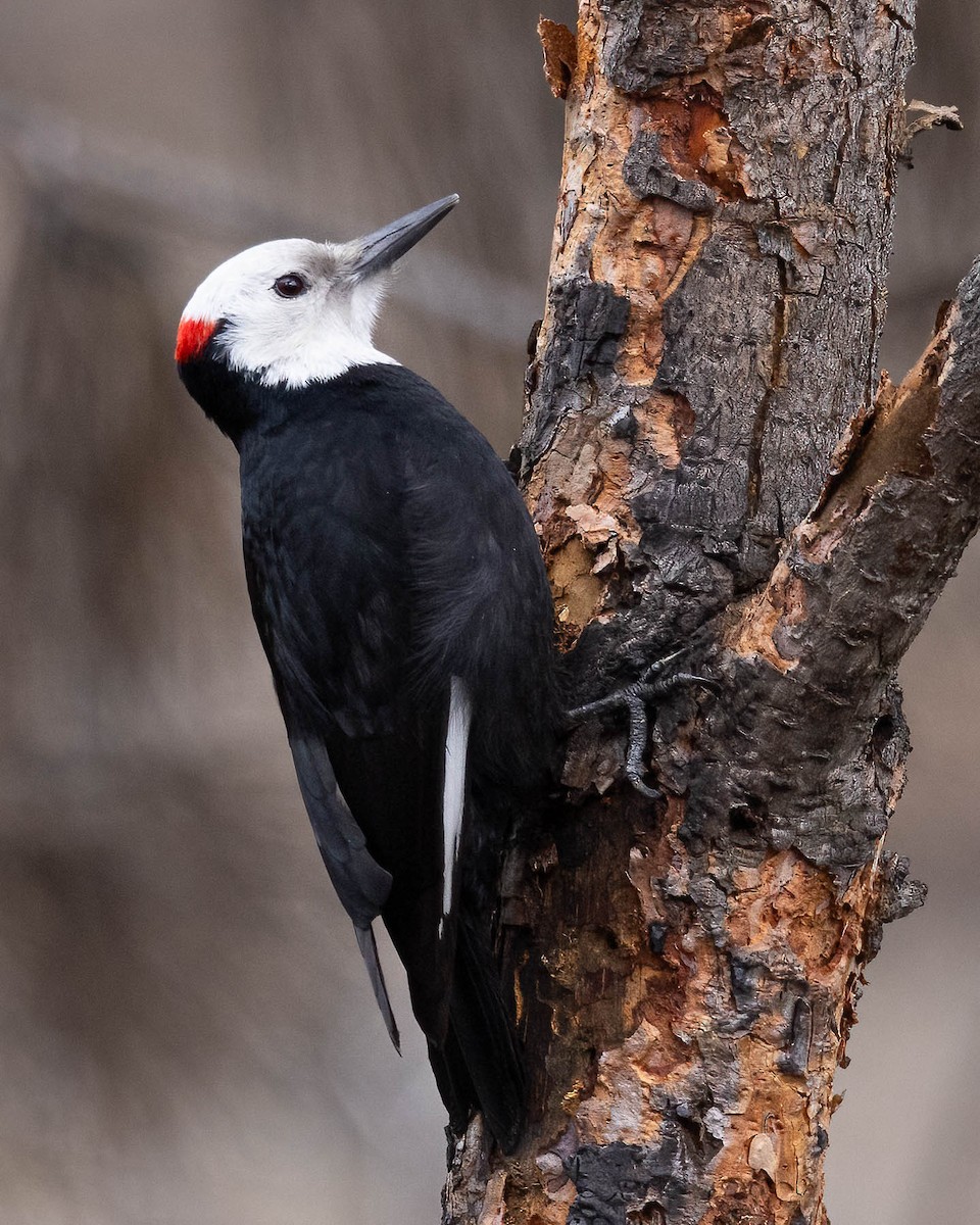 White-headed Woodpecker - ML617120321