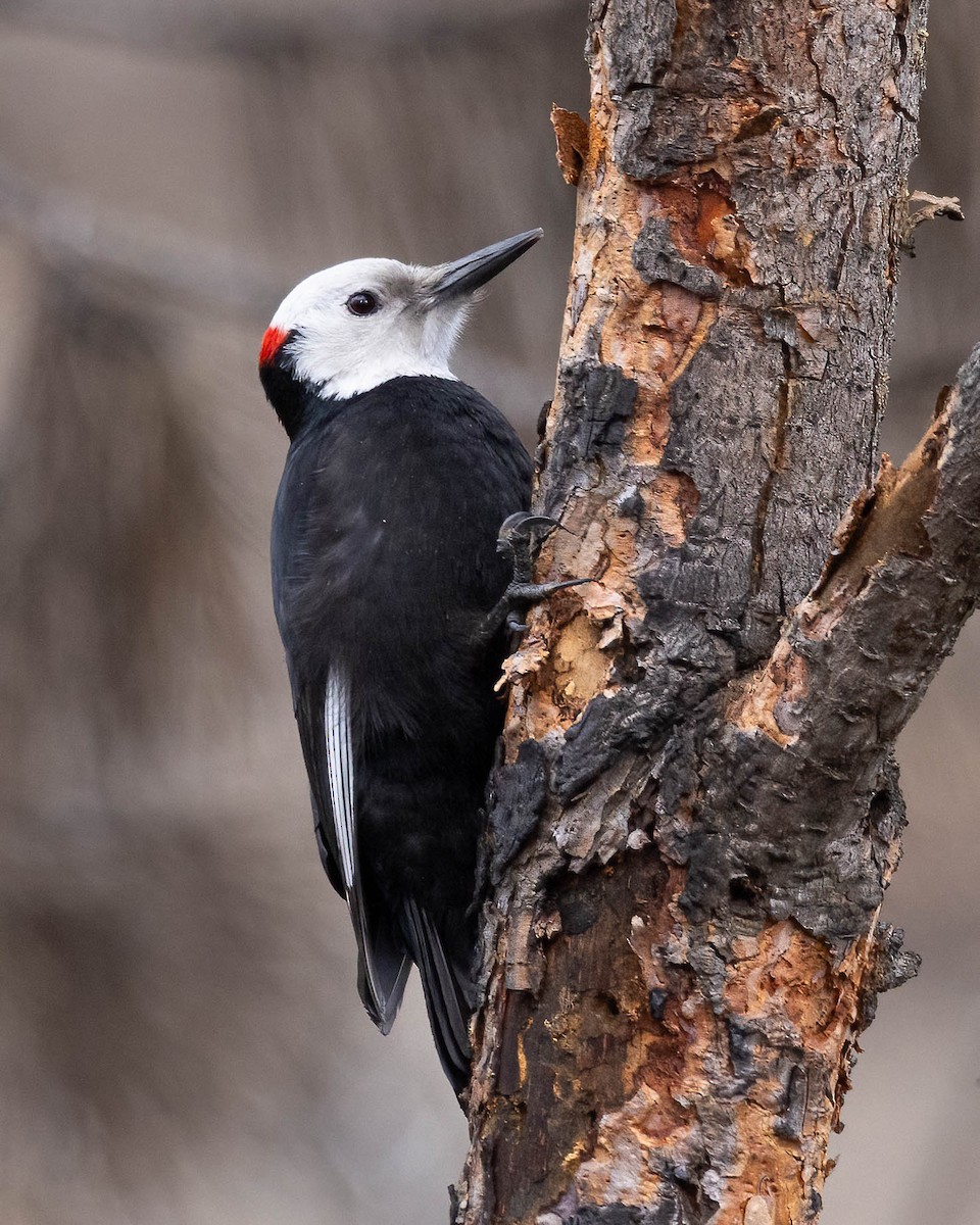 White-headed Woodpecker - ML617120322