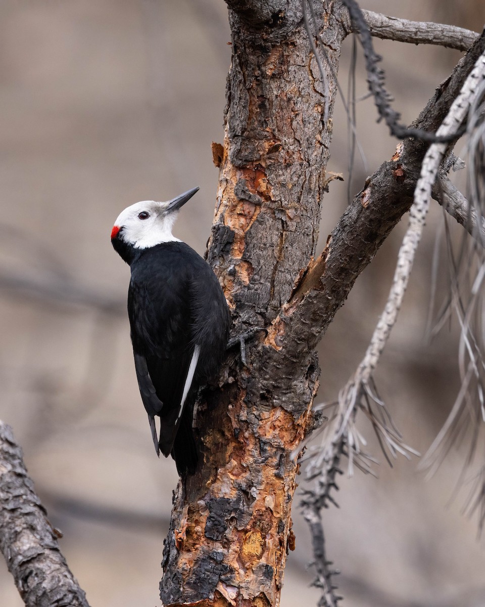 White-headed Woodpecker - Andy DeBroux