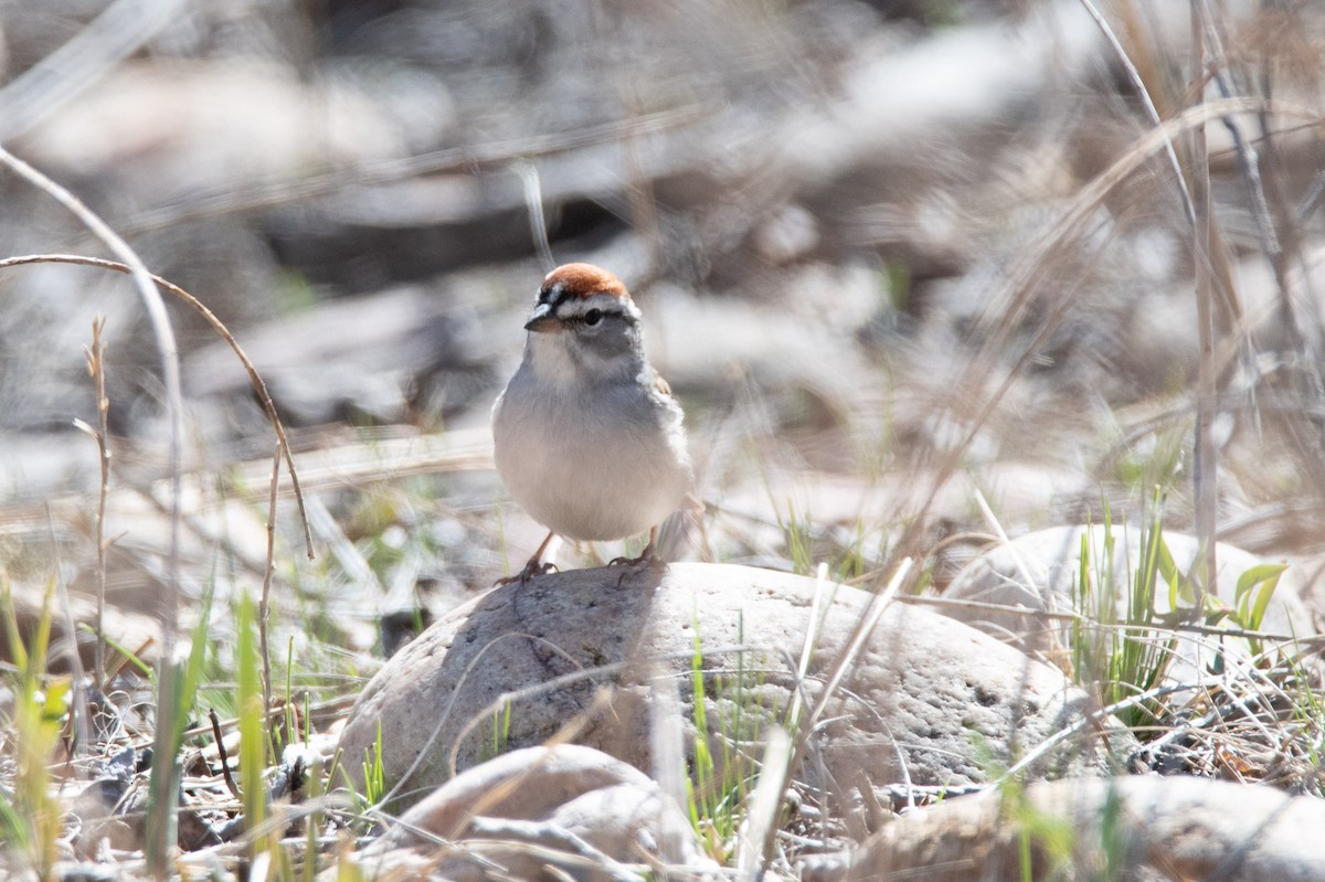 Chipping Sparrow - ML617120378